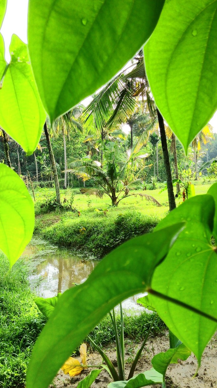vallikunnam