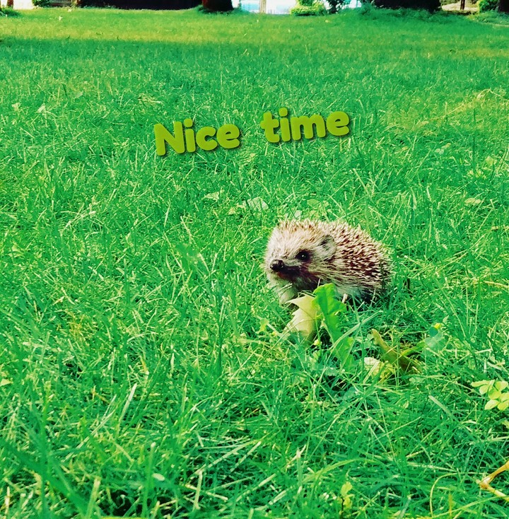 cute and nice animal
