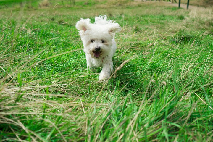Rambo the Bichon!