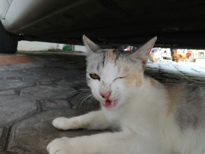 A Funny Looking Cat