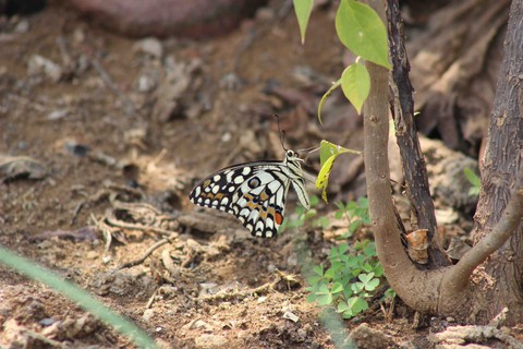 butterfly