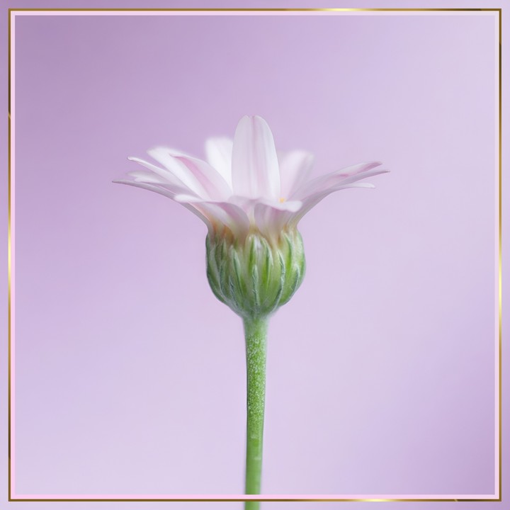 Fiore