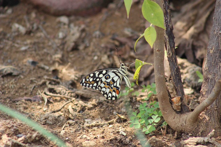 butterfly