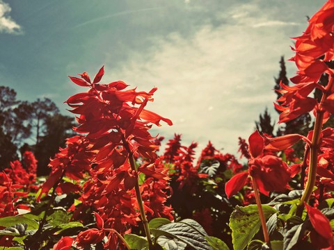 flower