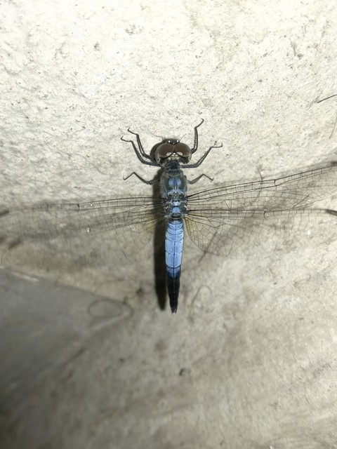 Dragonflies #1