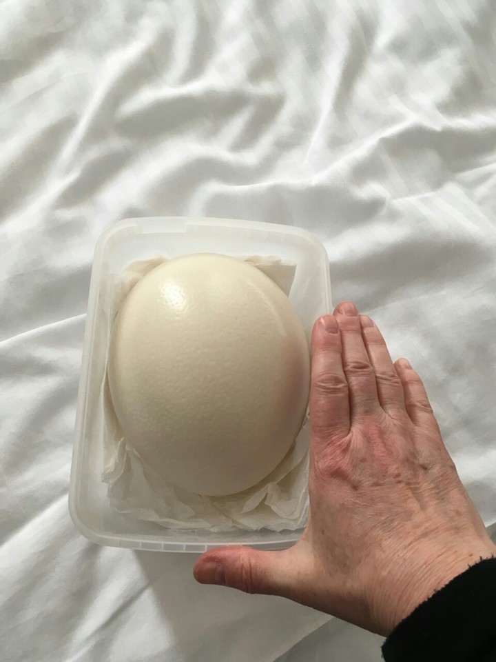 страусиное яйцо