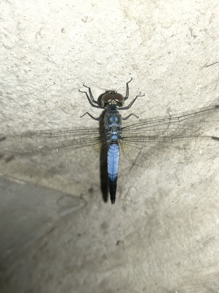 Dragonflies #1