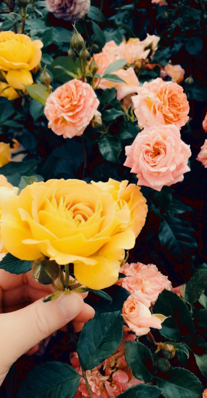 blume