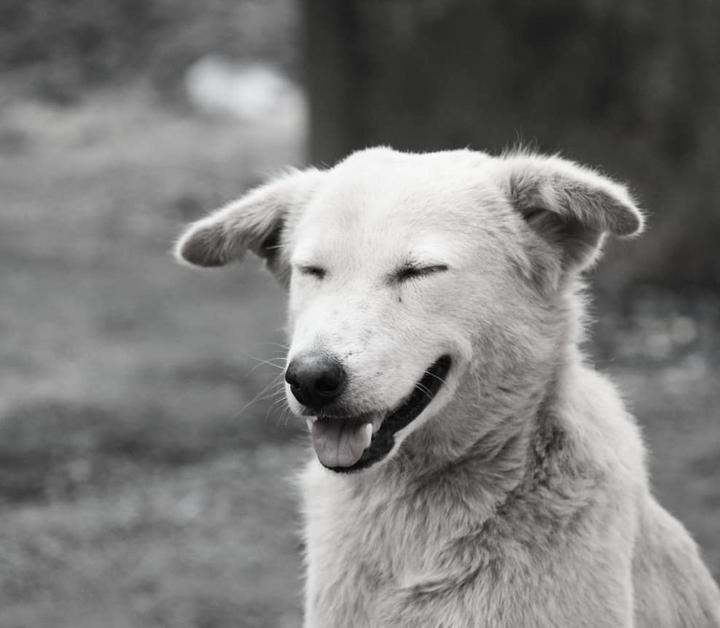 Happiness