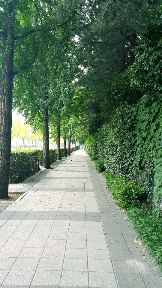 가로수길