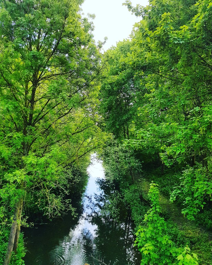 forest