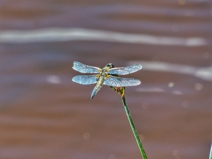 dragonfly