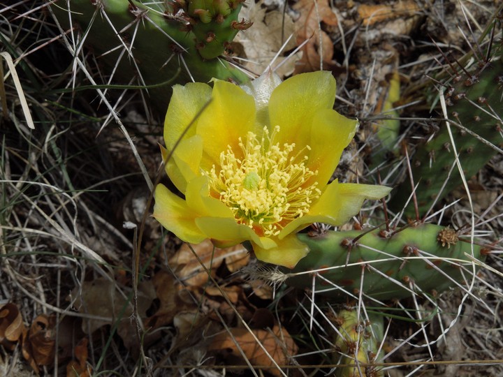 Desert Flower