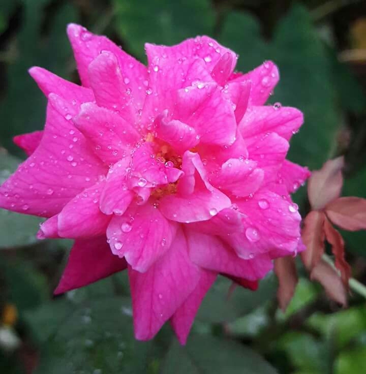 Rose❤