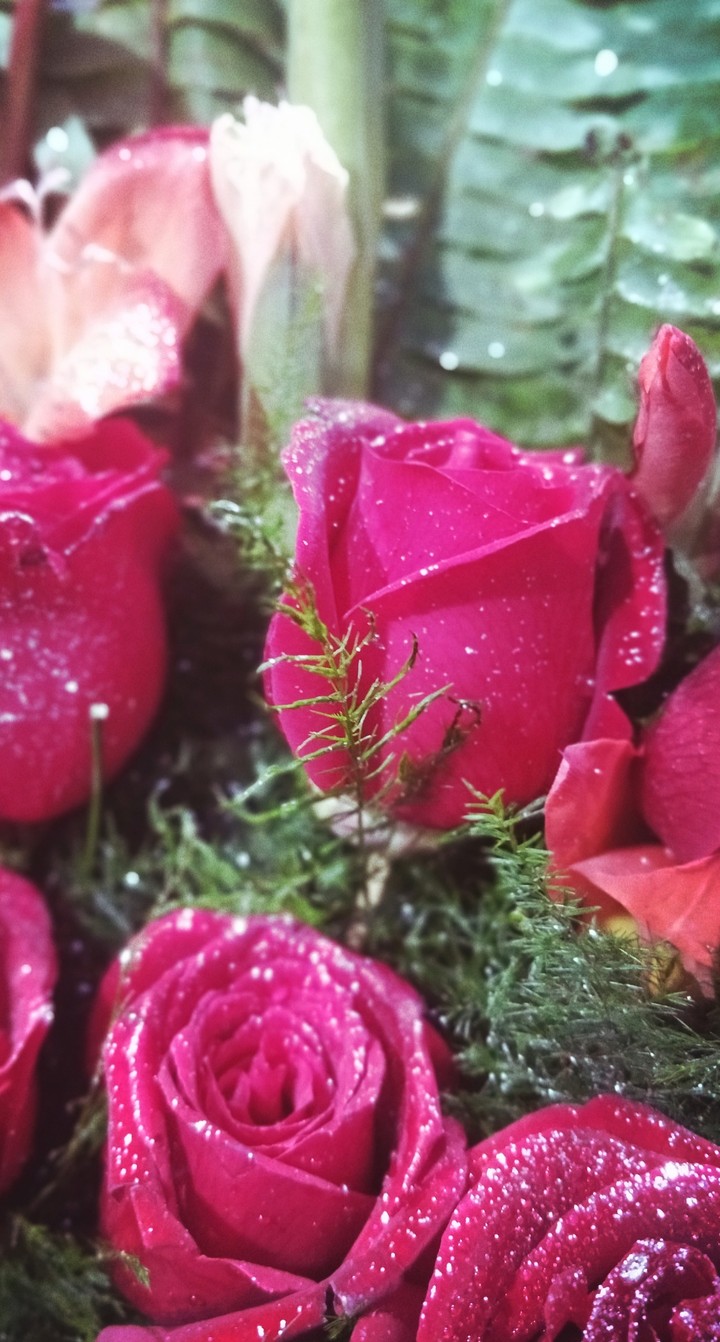 Valentine's day