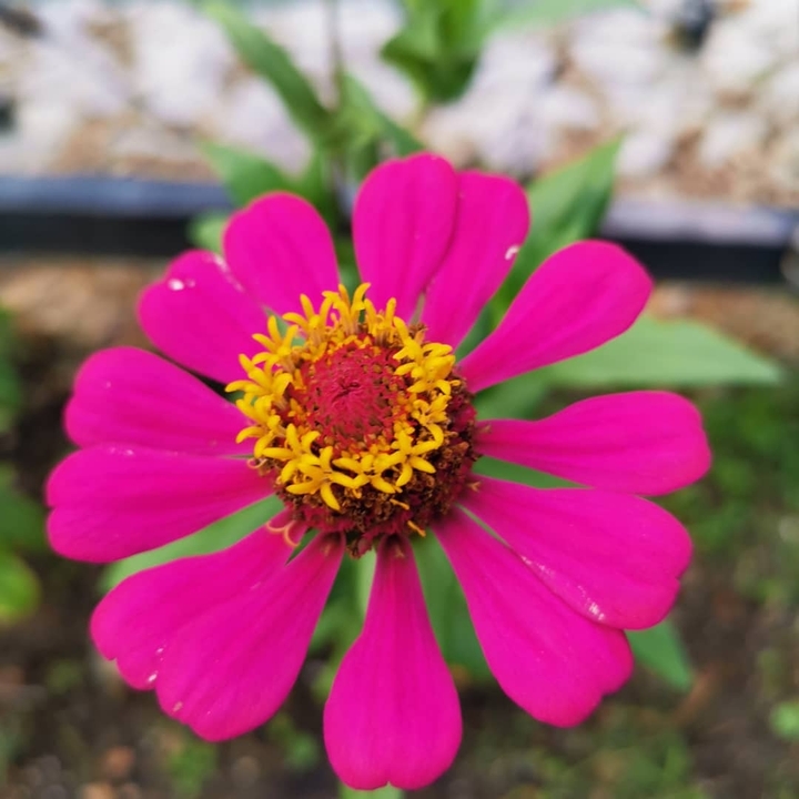 flower @ Rayong Thailand