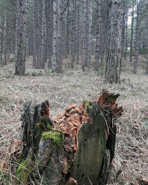 forest