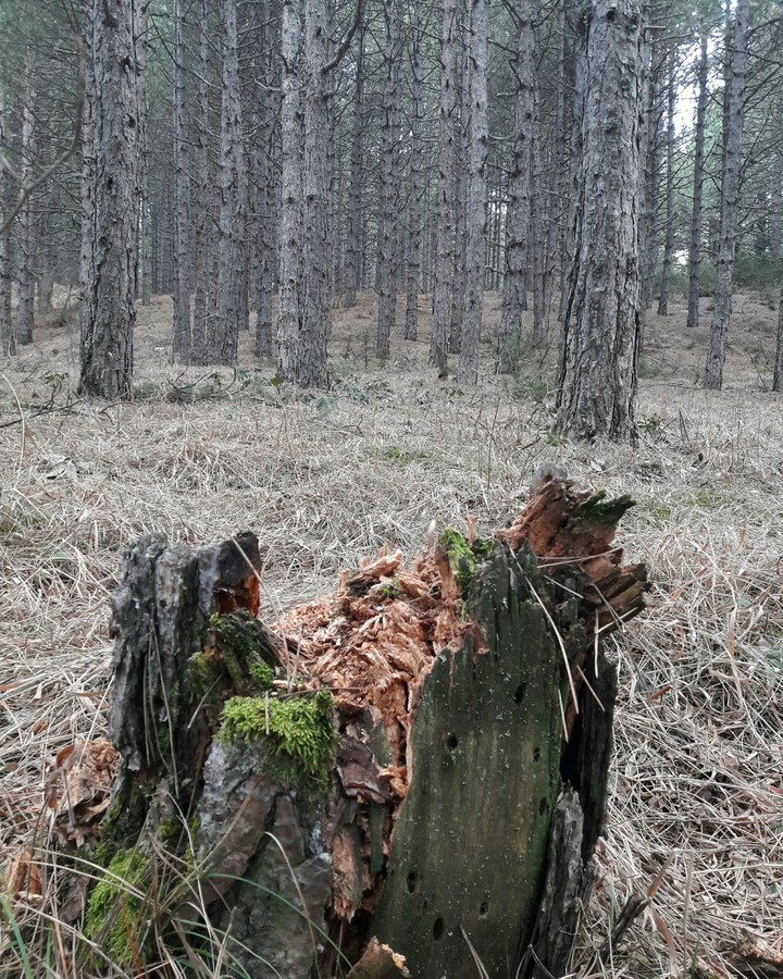 forest