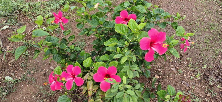 flowers