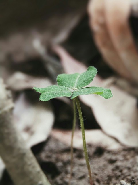 Small plant