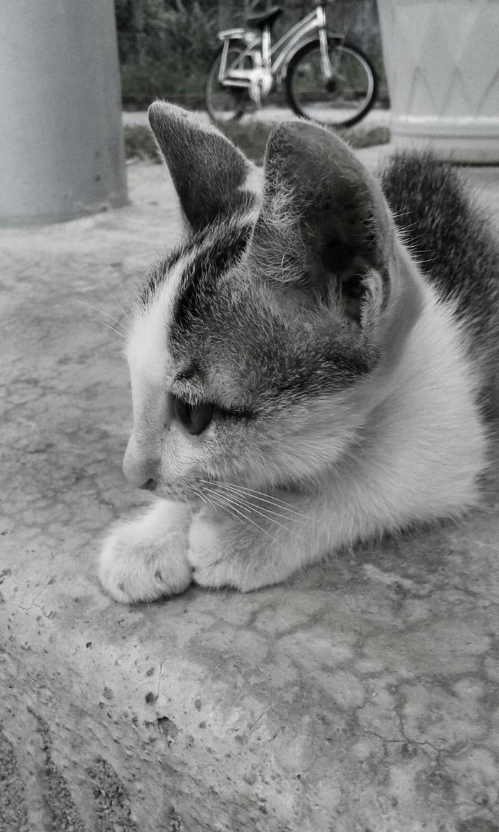Cat 01