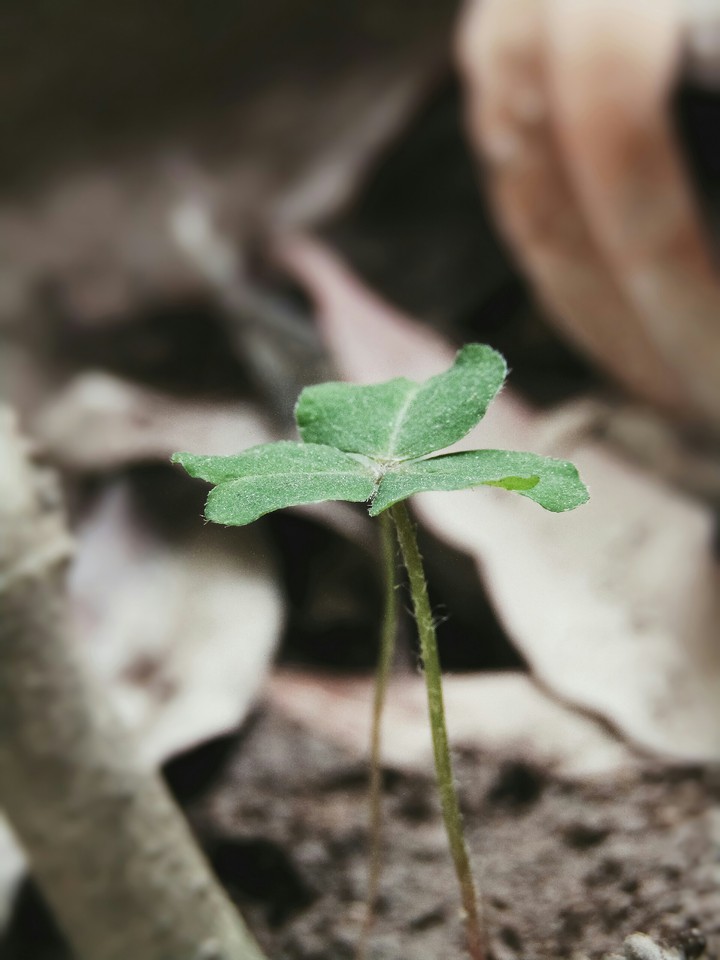 Small plant