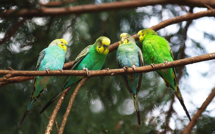 birds