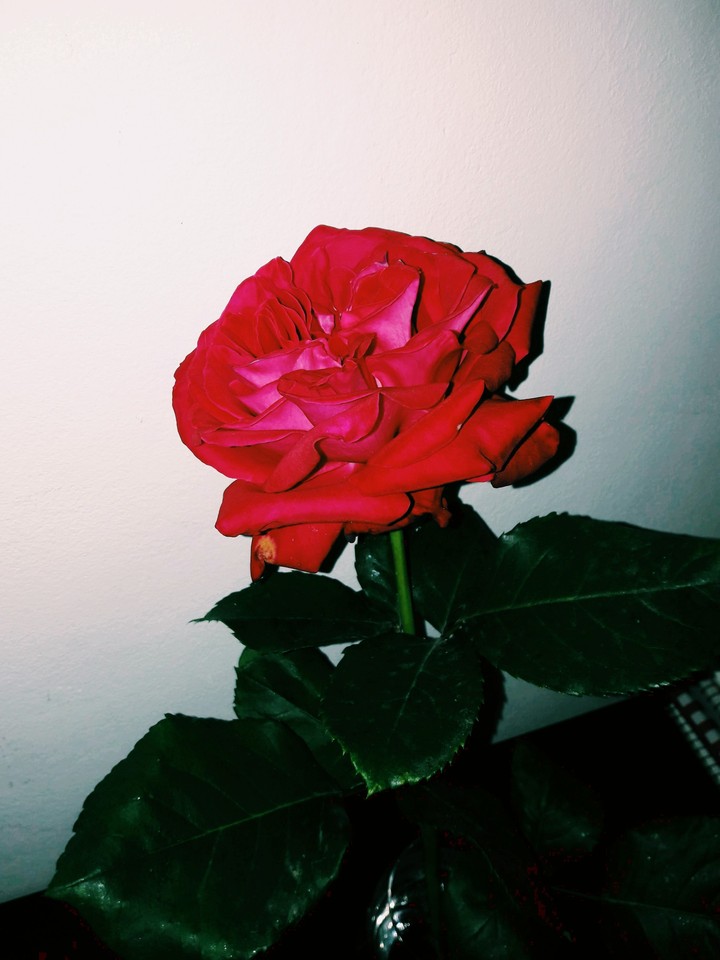 #rose