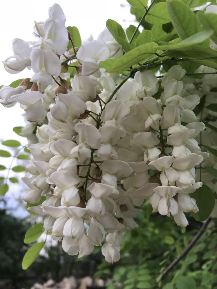 bloom
