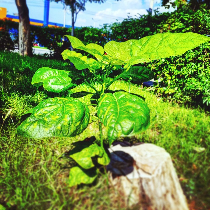 green
