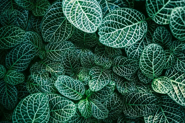 #greenery