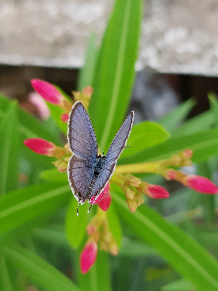 Butterfly on Flower