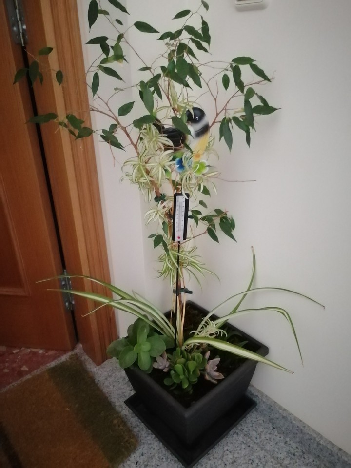 Mis plantas