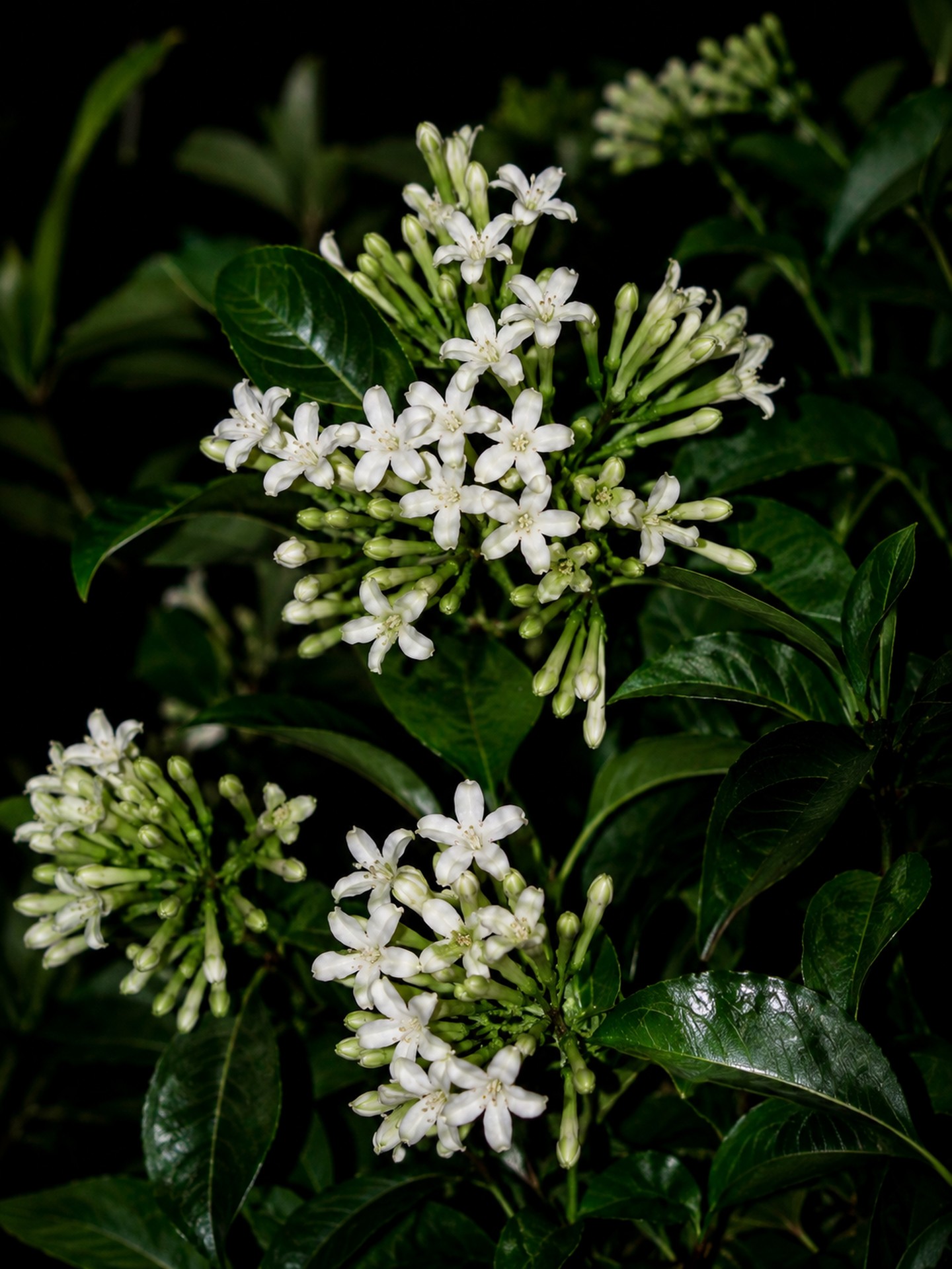 Beautiful Stock Flower