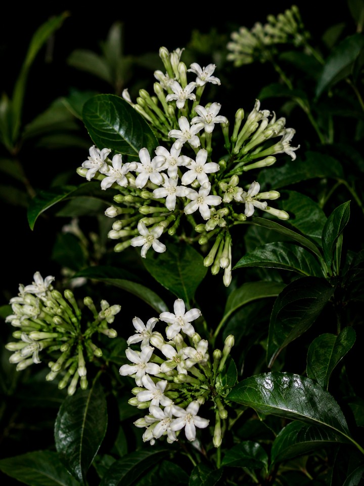 Beautiful Stock Flower