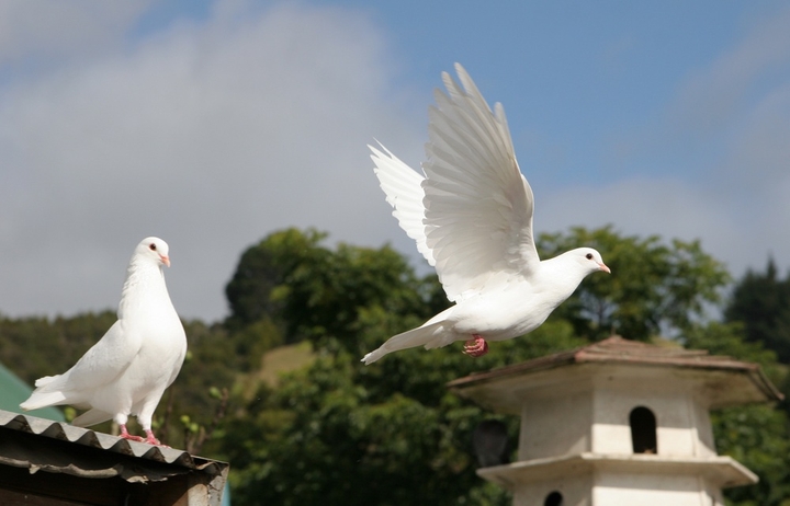 Peace of life