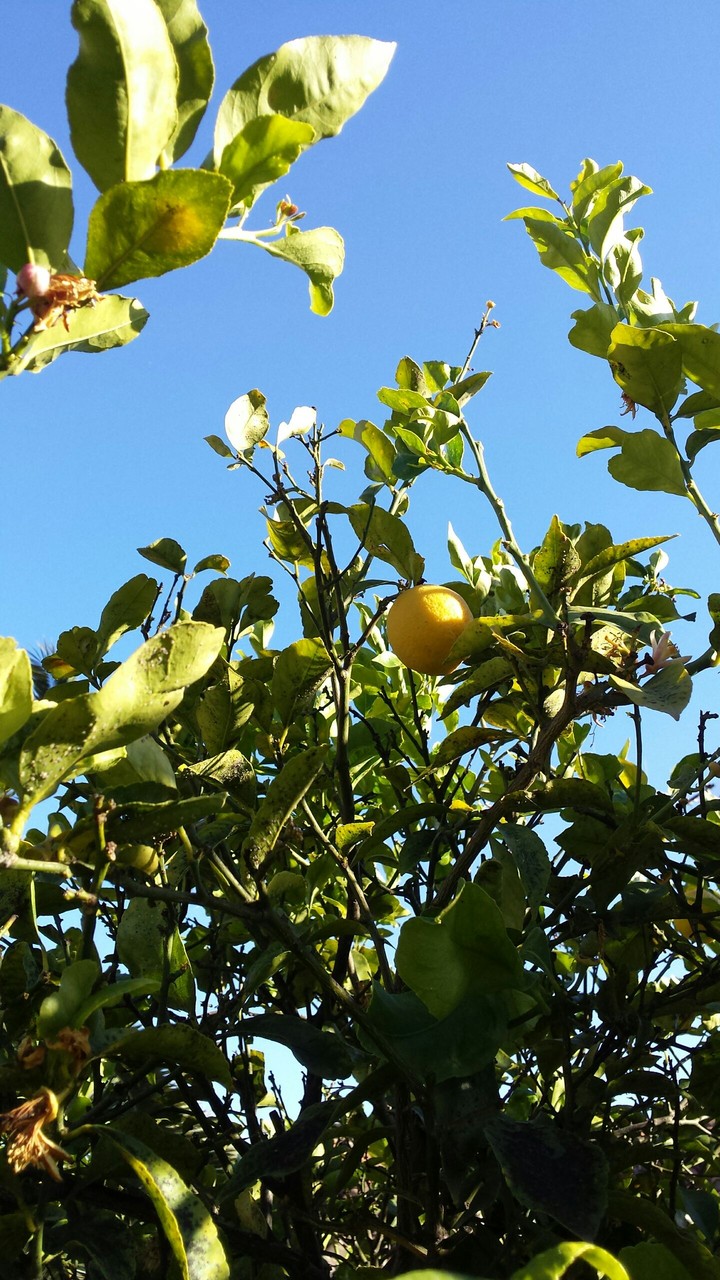 lemon