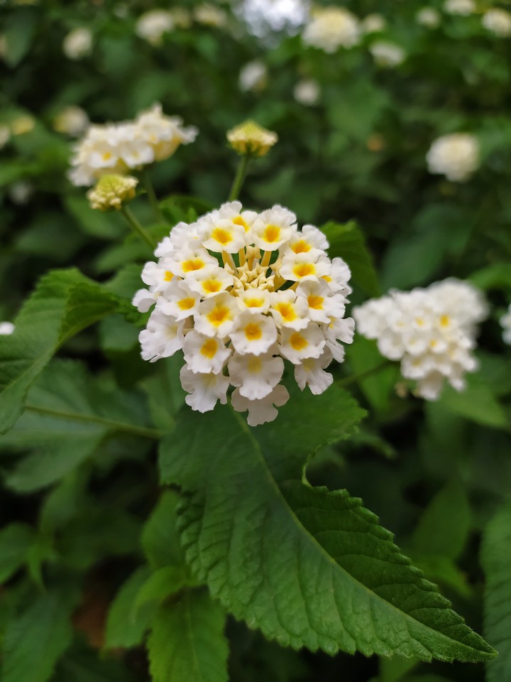 beautiful flower