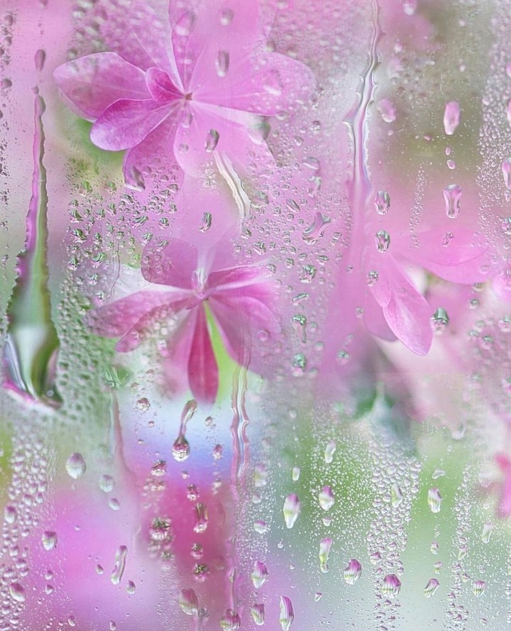 summer rain...