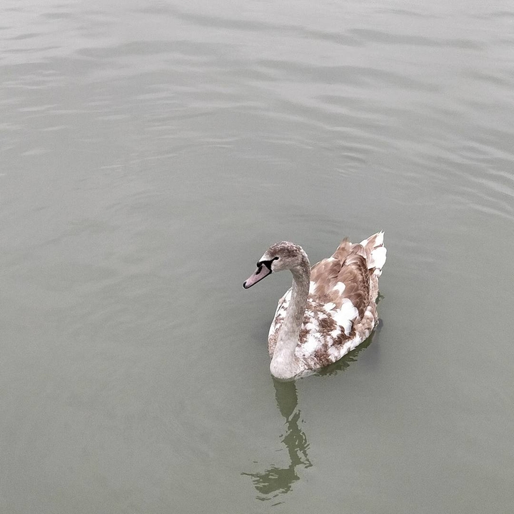 Swan