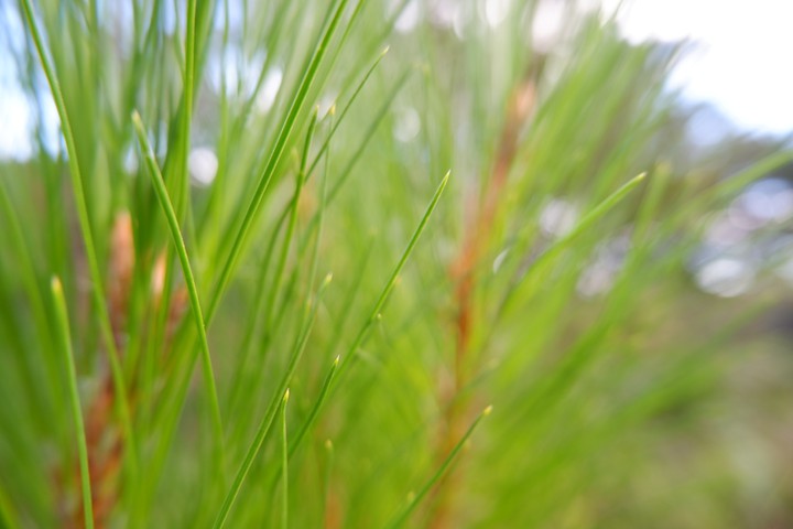 Tip of pine needle