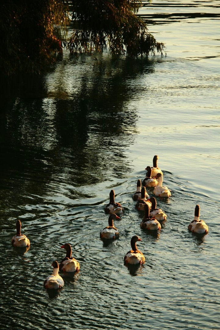Ducks