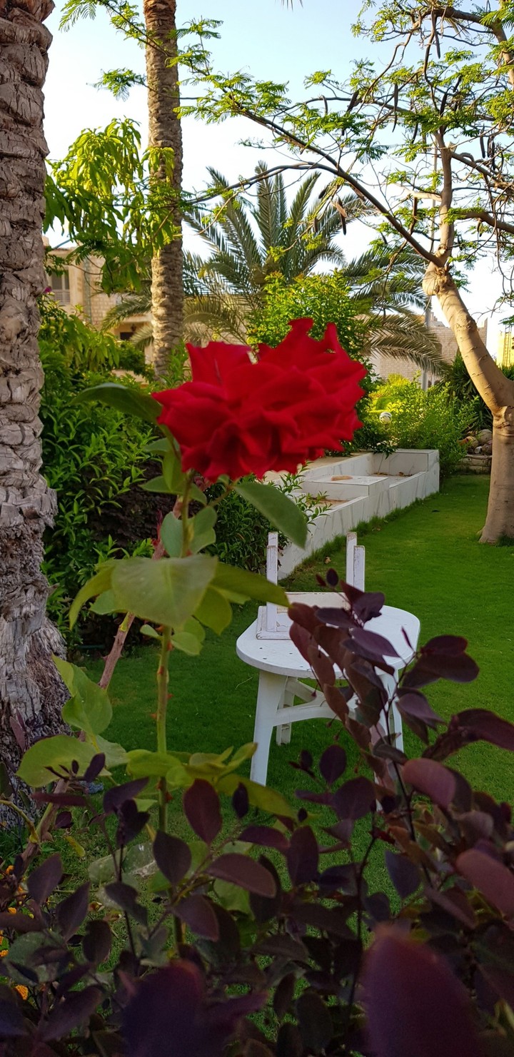 red flower