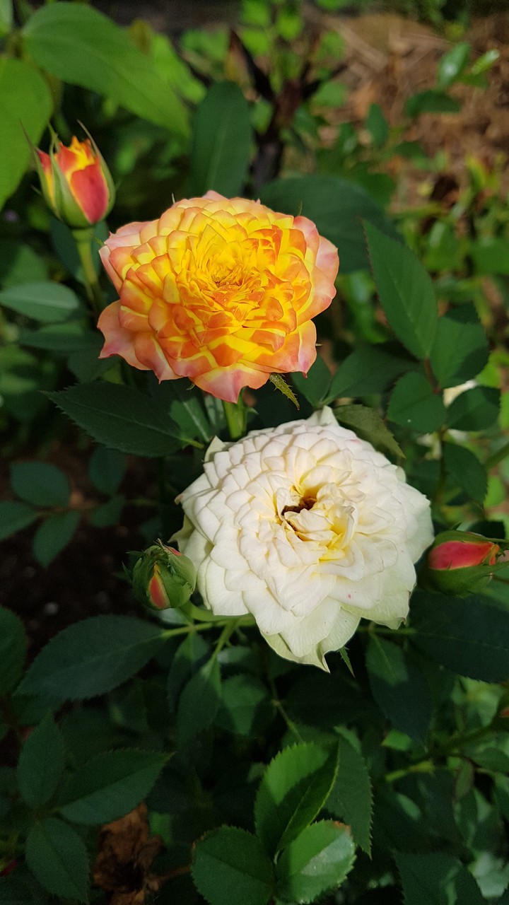 rose
