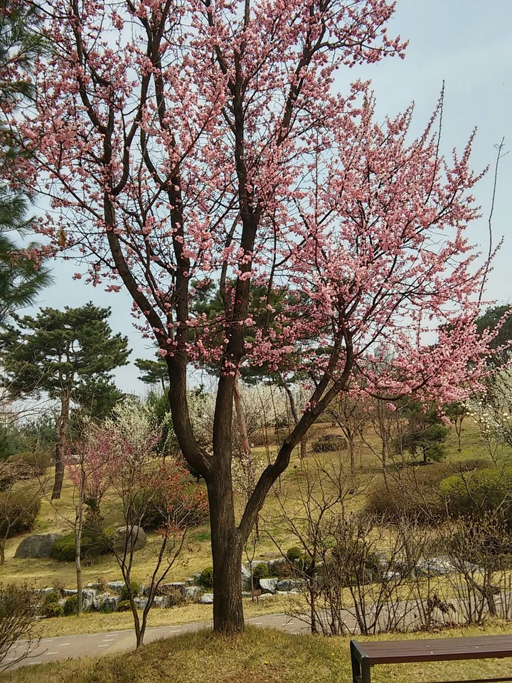 벚꽃만개
