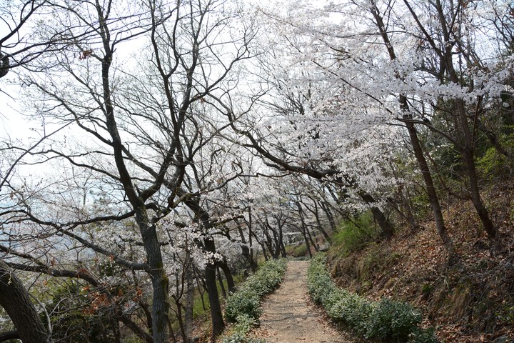 진해이미지