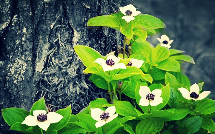 Flower's