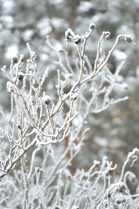 freezing