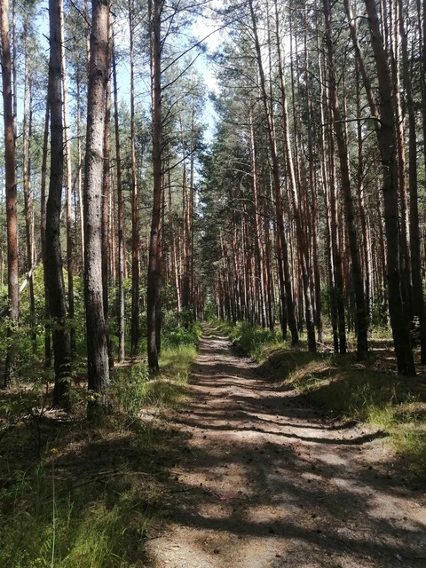 Forest