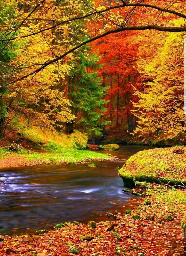 Autumn forest